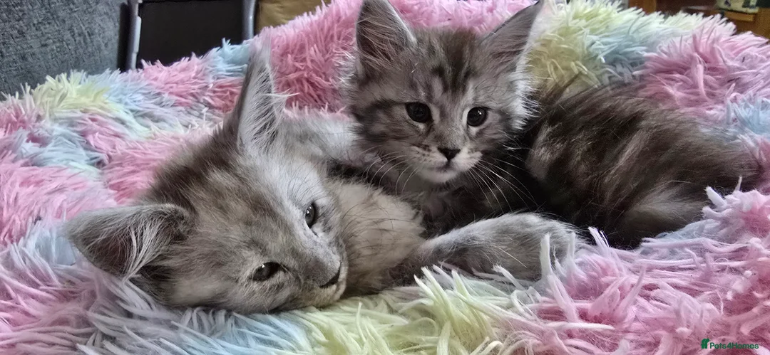 Maine Coon cats for sale: Tica reg kittens- neutered. 3 left Ready soon - Advert 14