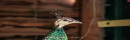 Peafowl poultry for sale: Pair of bonded peafowl - Advert 3