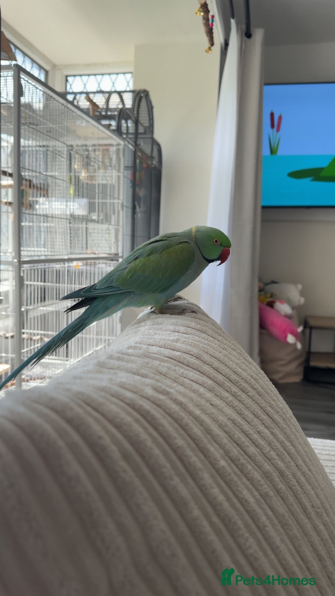 Ringnecks birds Talking Semi-tame Turquoise Indian Ringneck - Advert 8