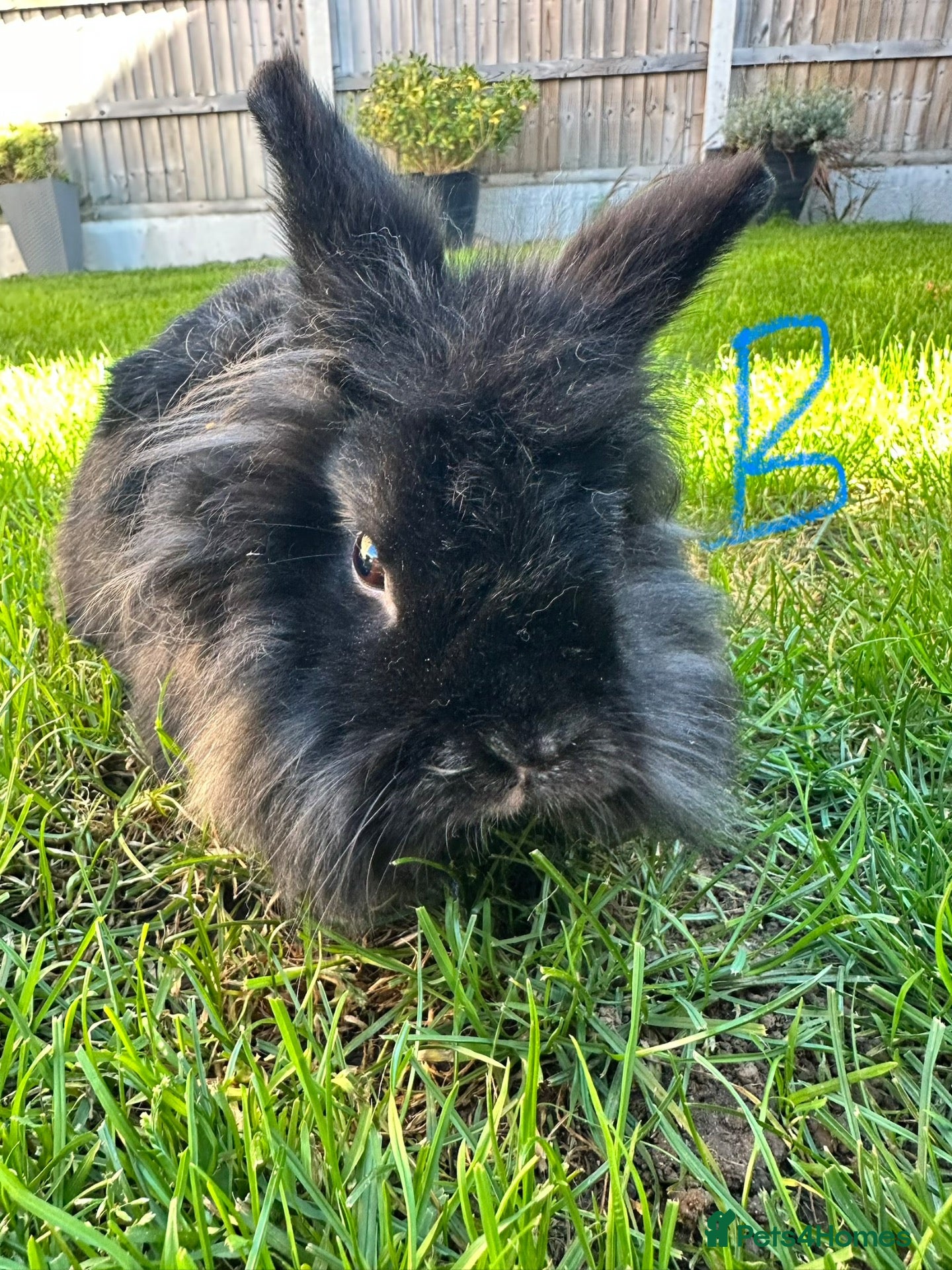 Lionhead rabbits Lionhead rabbits for sale  - Advert 2