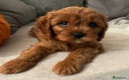 Cavapoo dogs for sale: Cavapoo puppies  - Image 3
