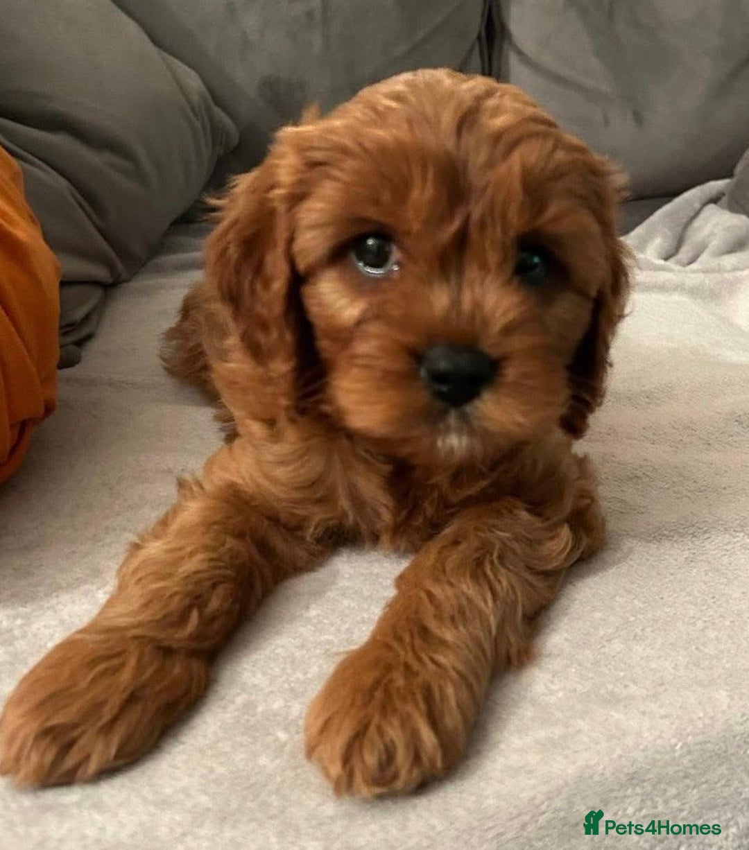Cavapoo dogs for sale: Cavapoo puppies  - Image 3