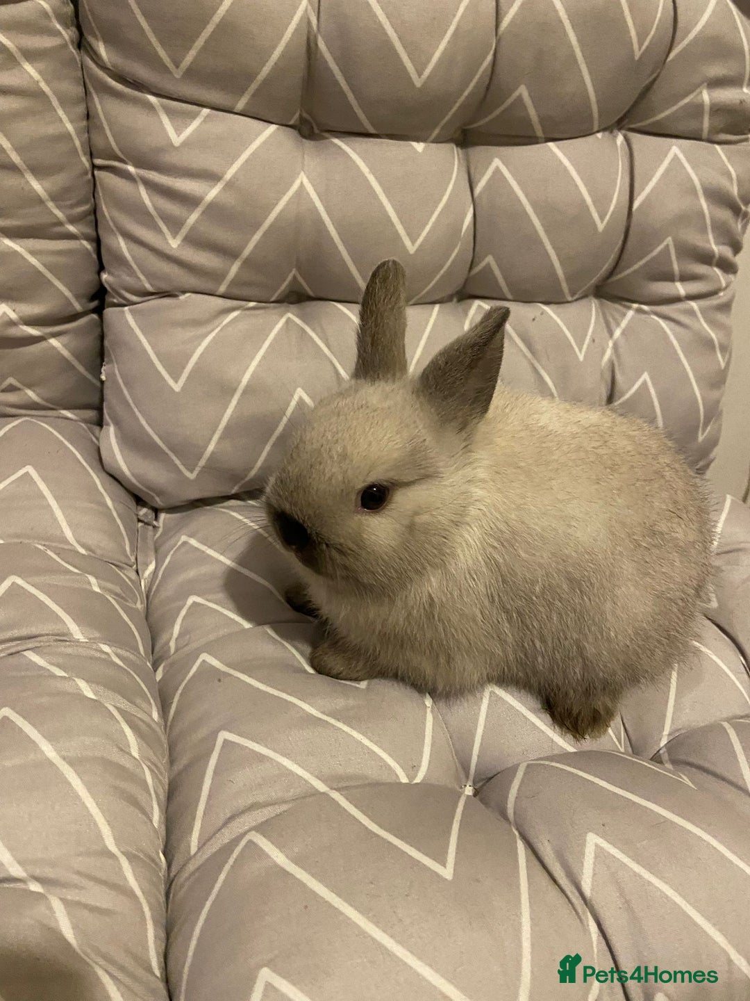 Netherland Dwarf rabbits for sale: 3 Netherlands dwarf rabbit 6weeks one 11 weeks   - Advert 1