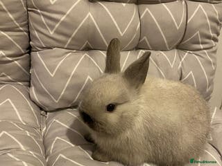 Netherland Dwarf rabbits 3 Netherlands dwarf rabbit 6weeks one 11 weeks - Advert 18