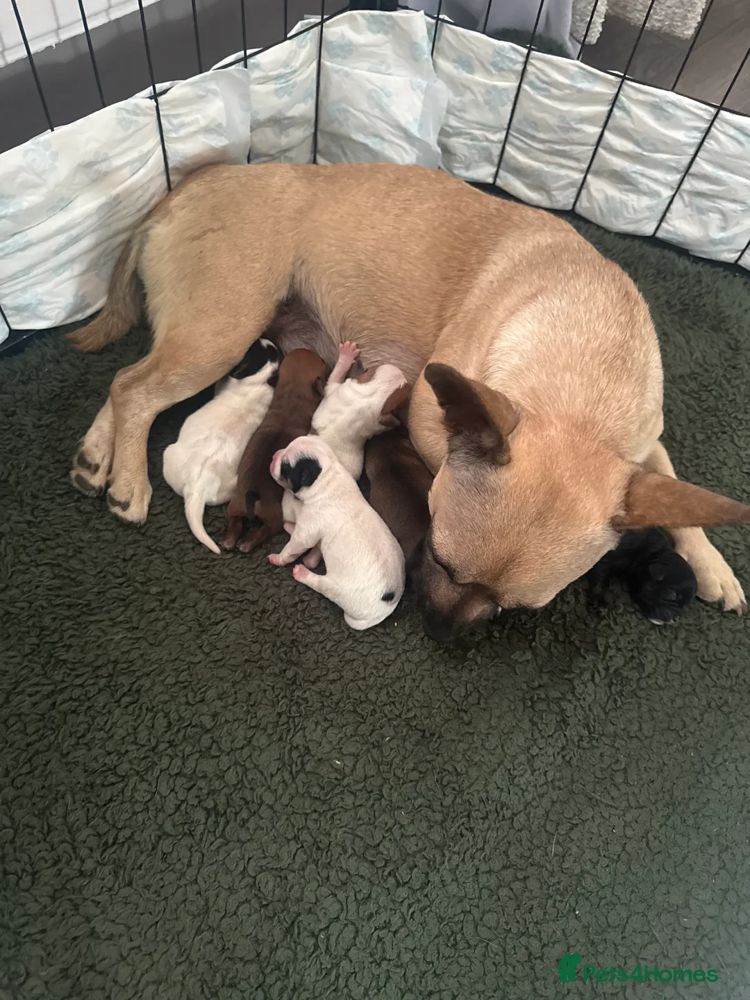 Jack Russell dogs for sale: Male Jack Russle  in Rotherham - Advert 2