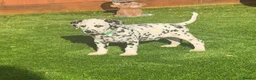 Dalmatian dogs for sale: JUST 3 BOYS LEFT READY THIS WEEK  - Advert 5
