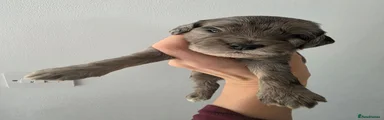 Silver merle 