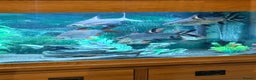Sharks fish for sale: 5Ft Fish Tank/All Fish/Ornaments/Filter - Advert 2