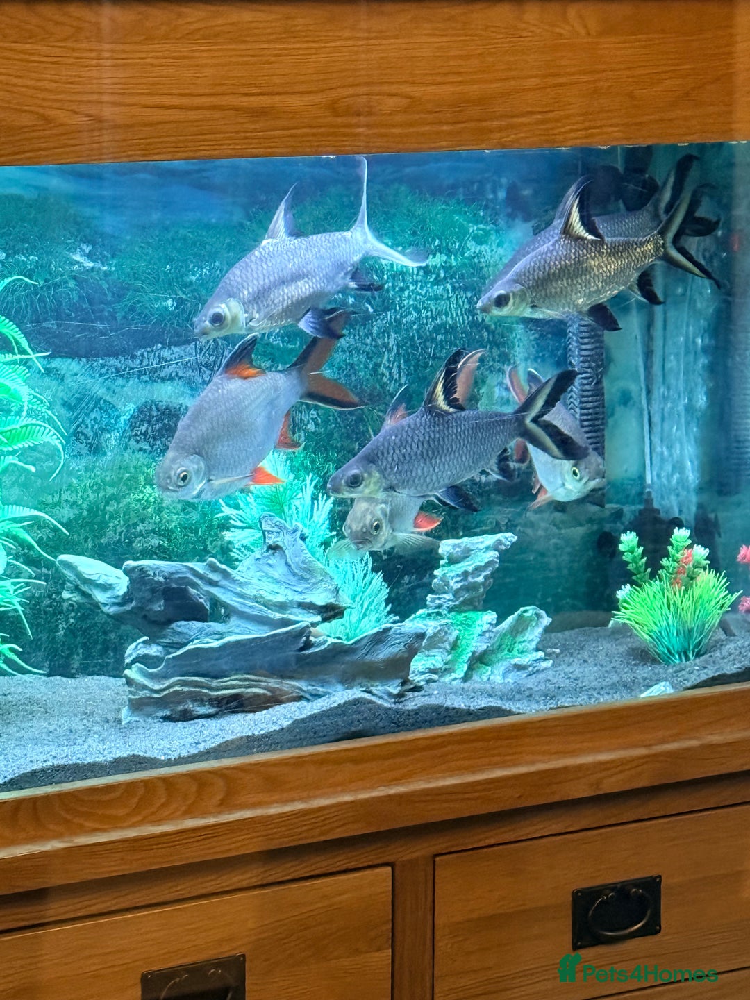 Sharks fish for sale: 5Ft Fish Tank/All Fish/Ornaments/Filter - Advert 2