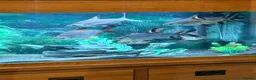 Sharks fish for sale: 5Ft Fish Tank/All Fish/Ornaments/Filter - Advert 2