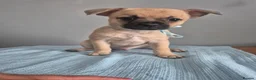 Mixed Breed dogs for sale: Frenchie Mix  - Advert 13