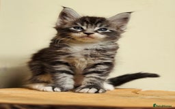 Maine Coon cats for sale: Beautiful pure bread Maine Coon kittens - Image 37