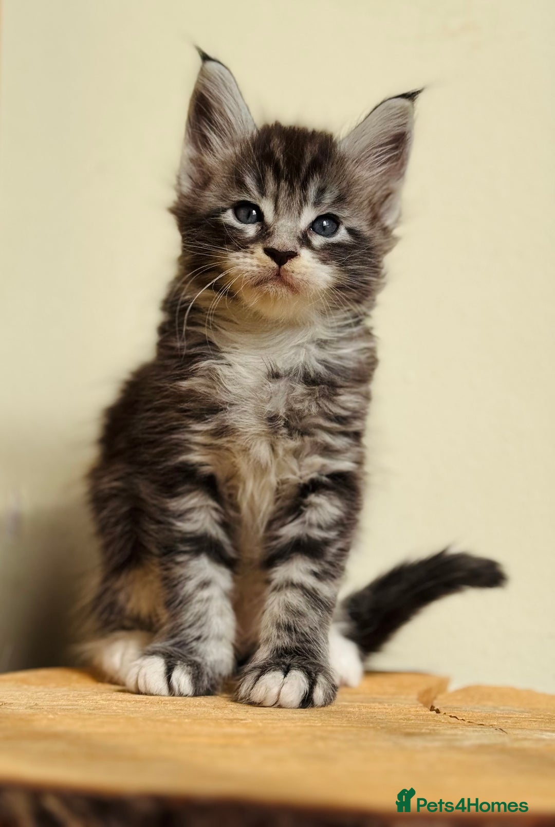 Maine Coon cats for sale: Beautiful pure bread Maine Coon kittens - Image 37