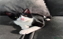 Mixed Breed cats for sale: 14 week old kitten for sale  - Image 9