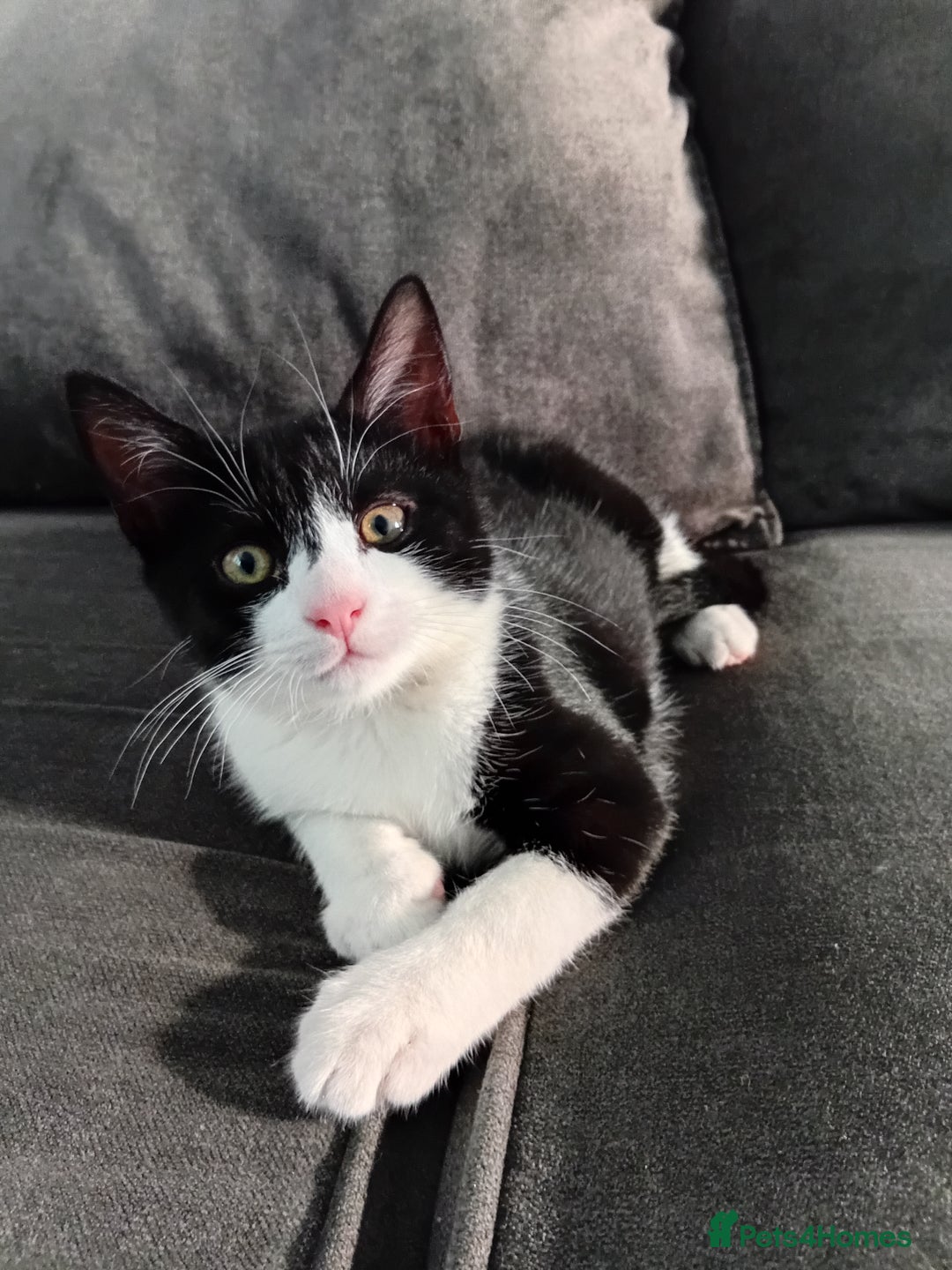 Mixed Breed cats for sale: 14 week old kitten for sale  - Image 9