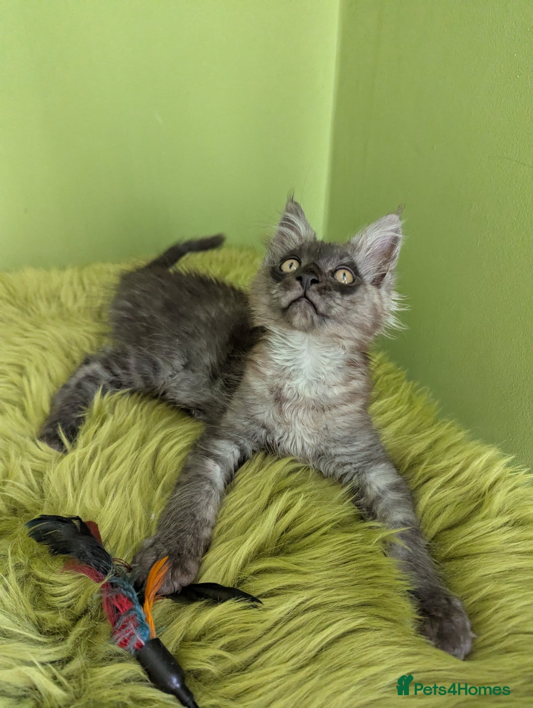 Maine Coon cats for sale: Beautiful Pedigree Maine Coon Kittens  - Image 10