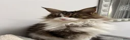 Mixed Breed cats for sale: Half Maine Coon Kittens - Beautiful Pair 🐾 - Advert 6