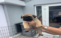 Bullmastiff dogs for sale: Stunning Bullmastiff pups  - Image 7