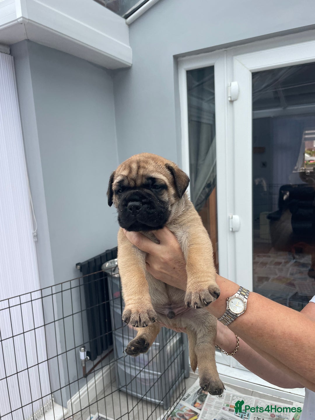 Bullmastiff dogs for sale: Stunning Bullmastiff pups  - Image 7