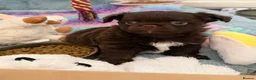 Chihuahua dogs for sale: Beautiful chocolate long-coat boy 🍎  - Advert 16