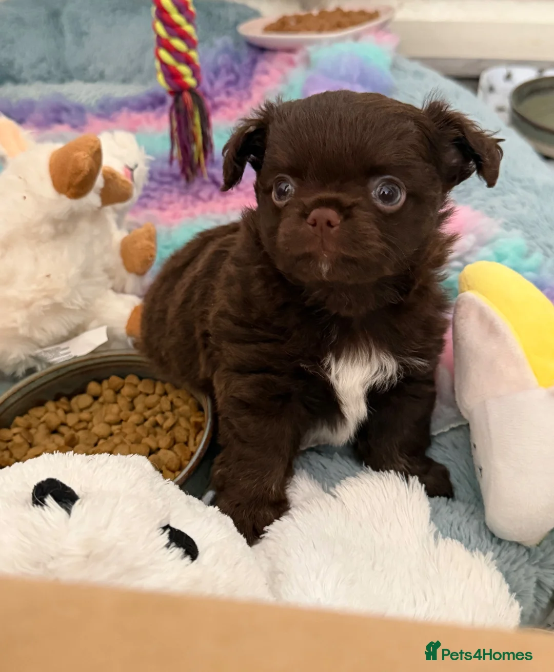 Chihuahua dogs for sale: Beautiful chocolate long-coat boy 🍎  - Advert 16