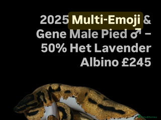 Python Snake reptiles Various 2025 Pied Ball Pythons Royal Snake - Advert 1