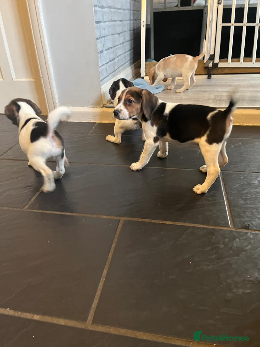 Beagle dogs for stud: Rocko pure beagle stud  in Doncaster - Advert 10