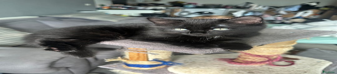 Binx
