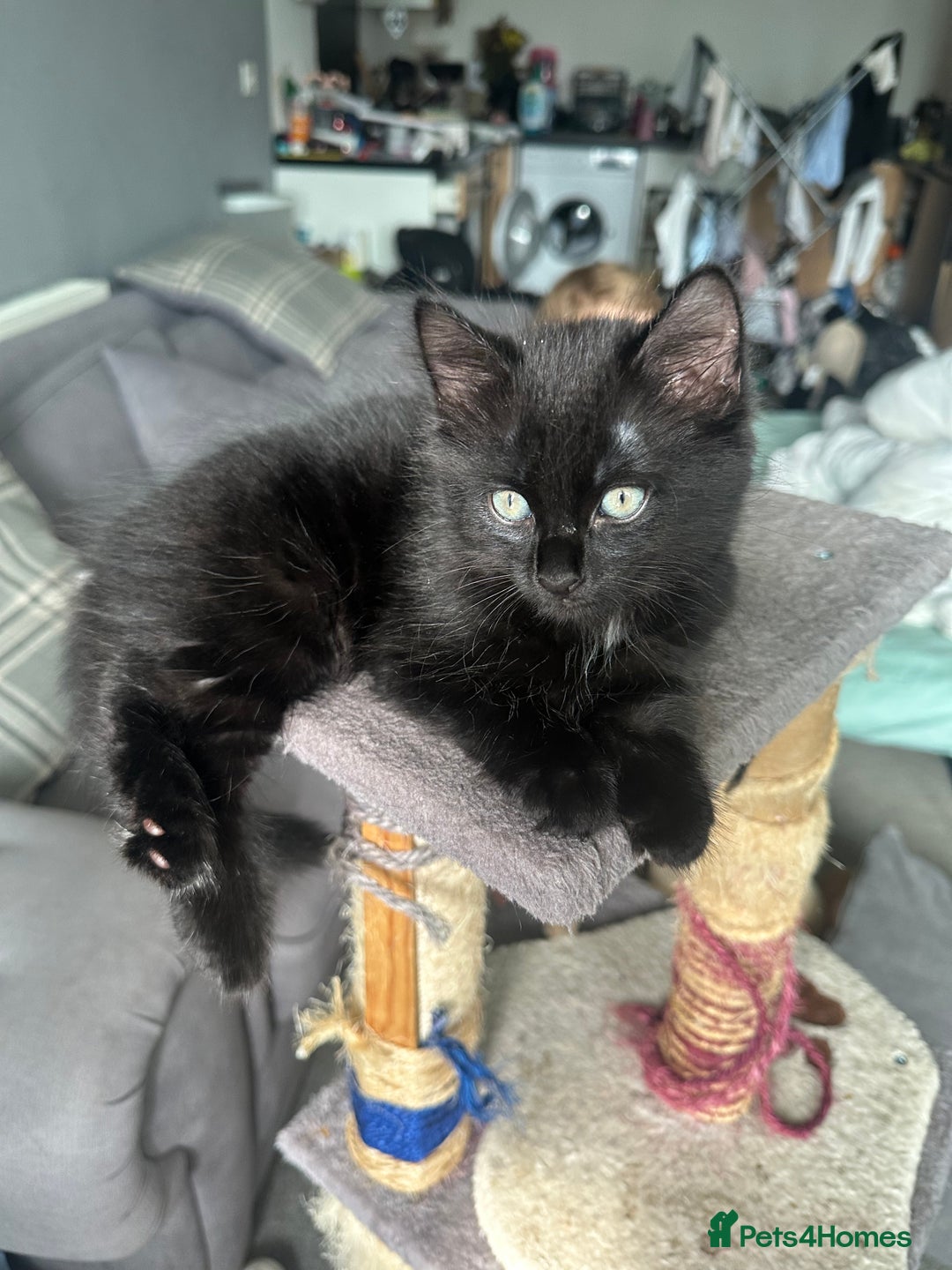 Maine Coon cats for sale: 2 Mainecoon/domestic shorthaired kittens - Image 5