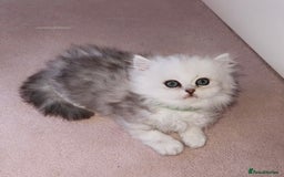 Persian cats for sale: Rare Persian Kittens🤍Only 1 Left - Image 12