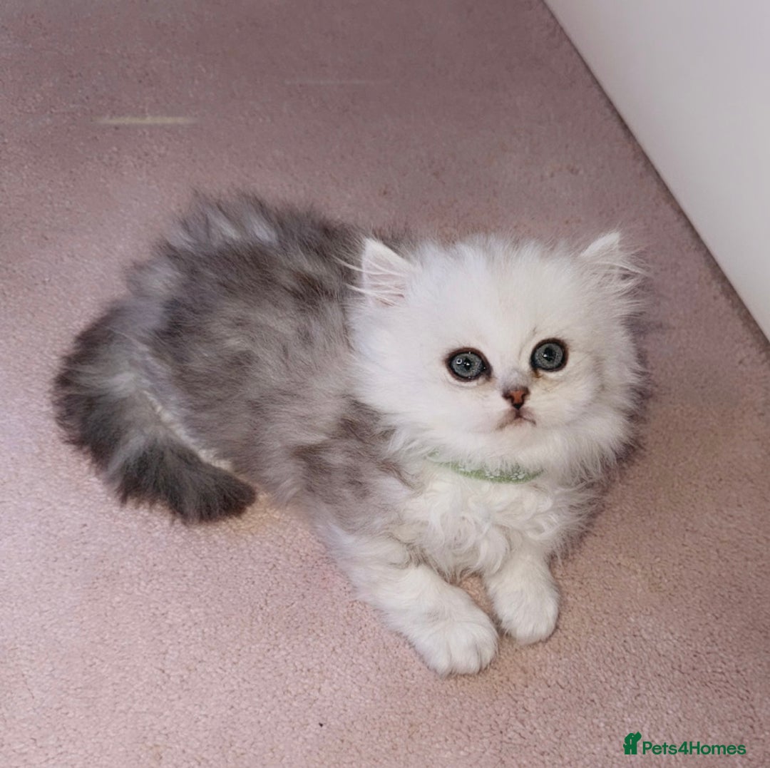 Persian cats for sale: Rare Persian Kittens🤍Only 1 Left - Image 12