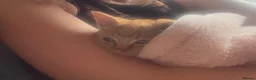 Mixed Breed cats for sale: Beautiful Ginger Kittens  - Advert 10