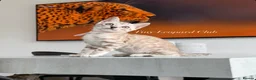 Bengal cats for sale: Stunning Snow Mink and Sepia TICA Pedigree Bengals - Advert 5