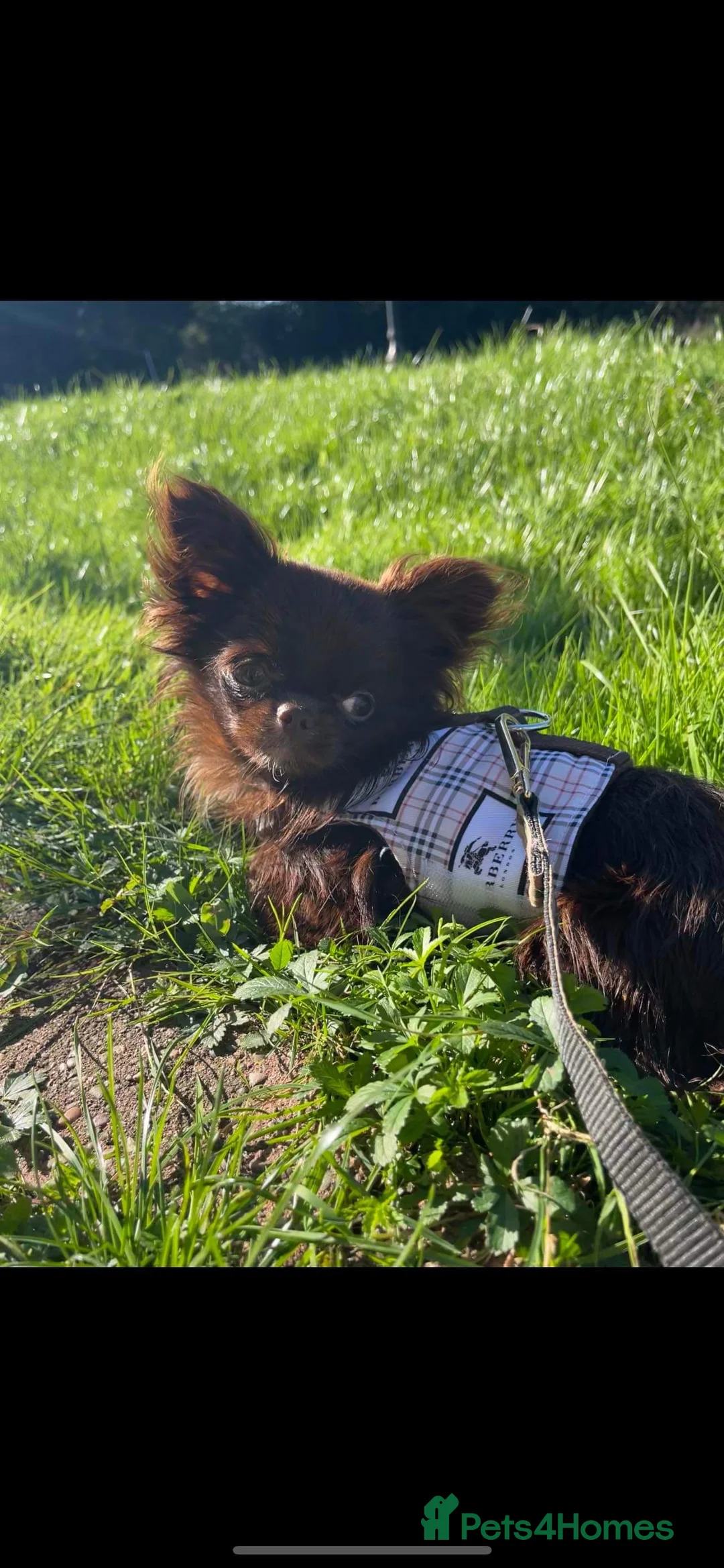 Chihuahua dogs for stud: Our Tiny 1.2kg chihuahua stud in Doncaster - Advert 2
