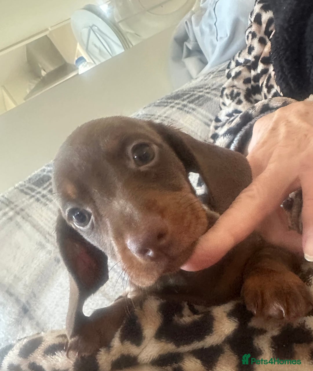 Dachshund dogs for sale: Dachshund 2 girls  - Image 6