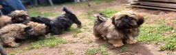 Shih Tzu dogs for sale: Pupies for sold. - Advert 16