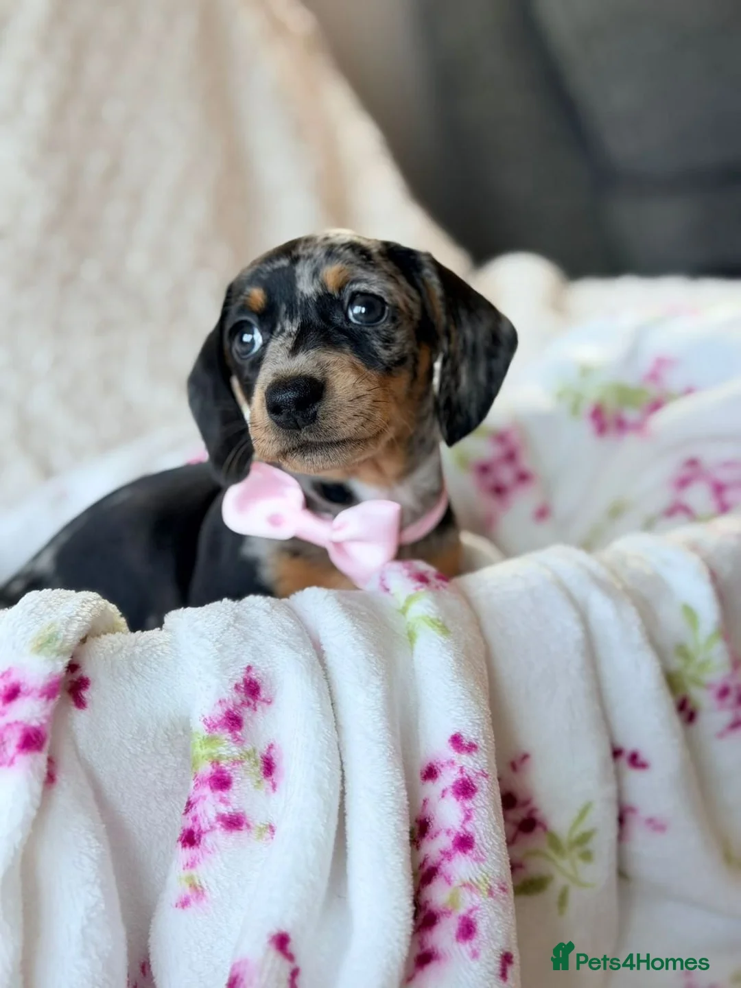 Miniature Dachshund dogs for sale: AWESOME MINIATURE DACHSHUND PUPPIES - Advert 5