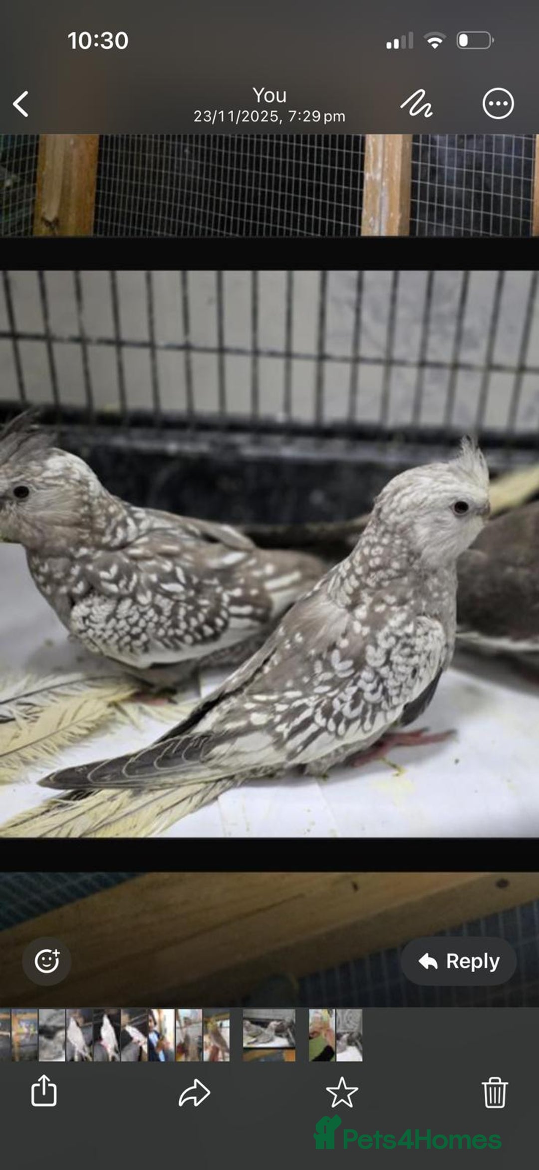 Cockatiels birds for sale: Silly hand tamed baby cockatiels for sale  - Advert 17