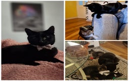 Mixed Breed cats for sale: 2 out of 6 energetic warm-hearted kittens left 💕 - Image 2