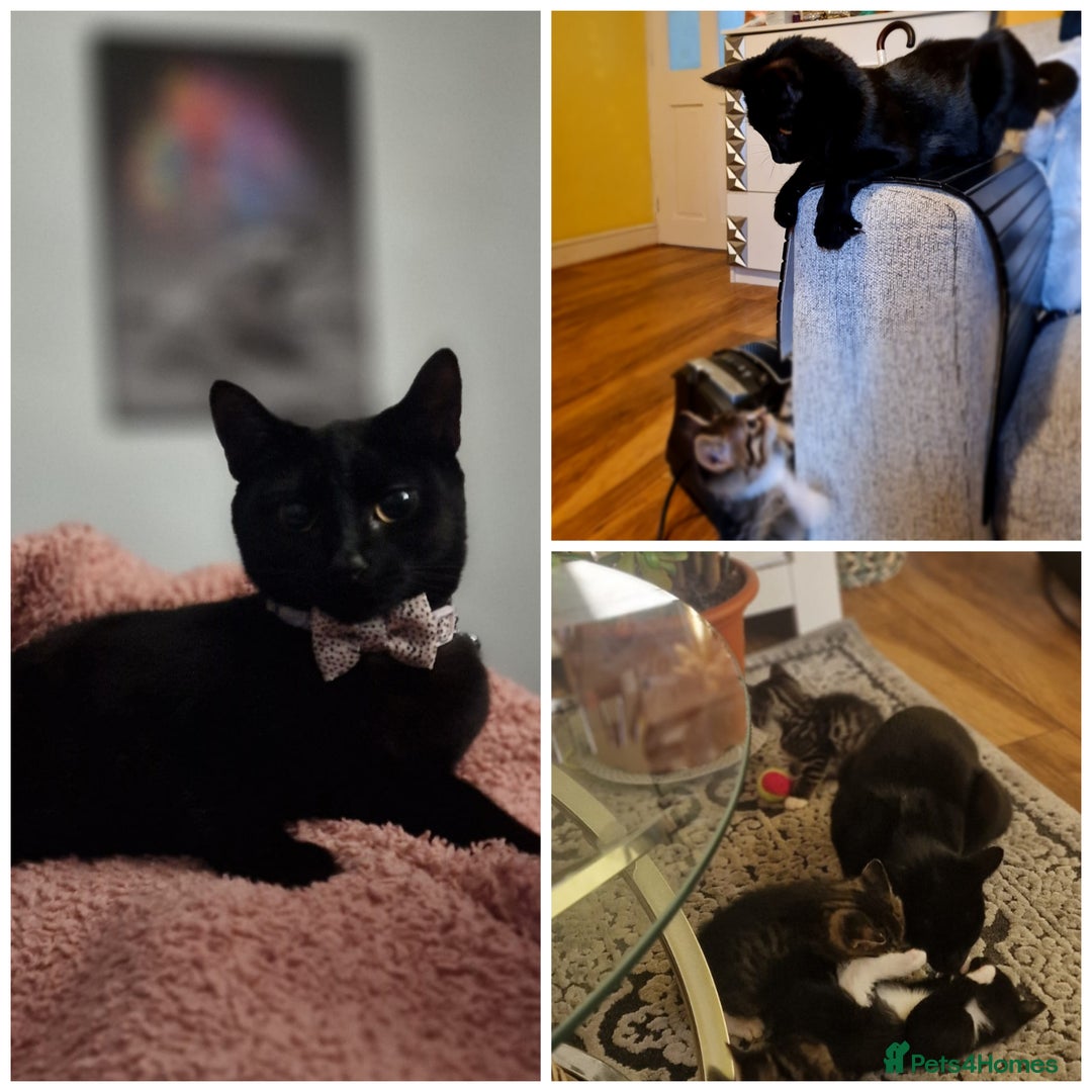 Mixed Breed cats for sale: 2 out of 6 energetic warm-hearted kittens left 💕 - Image 2