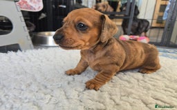 Miniature Dachshund dogs for sale: ✨5star✨ True miniatures, Licenced breeder, KC reg - Image 15