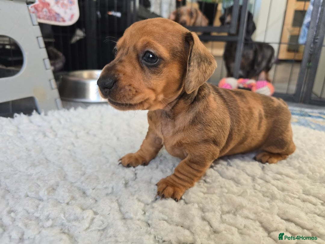 Miniature Dachshund dogs for sale: ✨5star✨ True miniatures, Licenced breeder, KC reg - Image 15