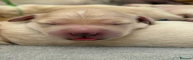 Golden Retriever 2