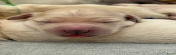 Golden Retriever dogs for sale: KC registered golden retriever puppies - Advert 25