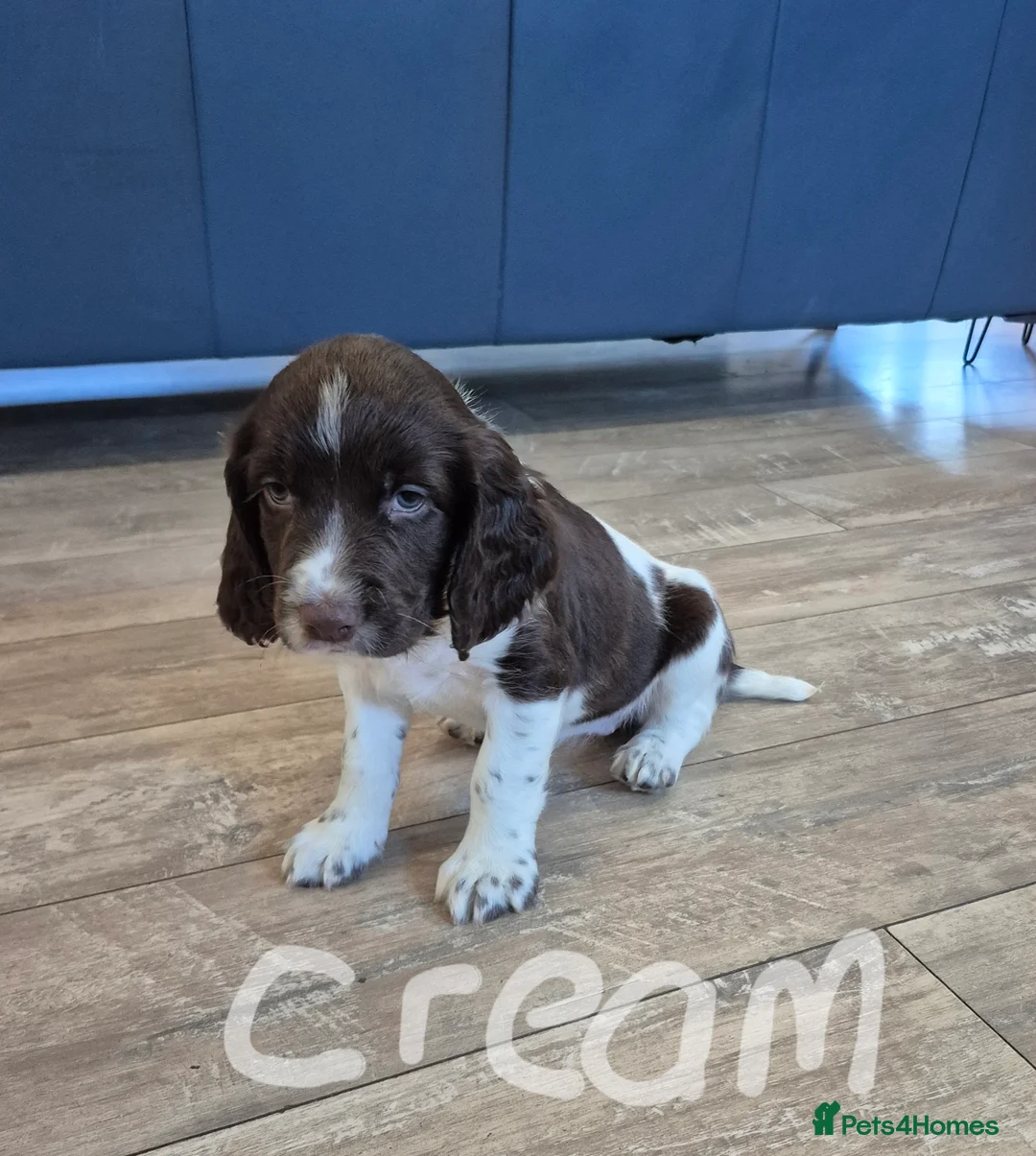 English Springer Spaniel dogs for sale: English Springer Spaniel Pups - Advert 13
