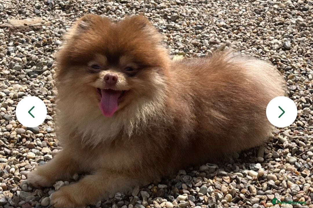 Pomeranian dogs for sale: Solid chocolate KC female  - Image 3