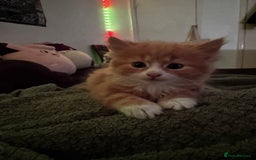 Mixed Breed cats for sale: The cutest Mixed Kittens - Image 15