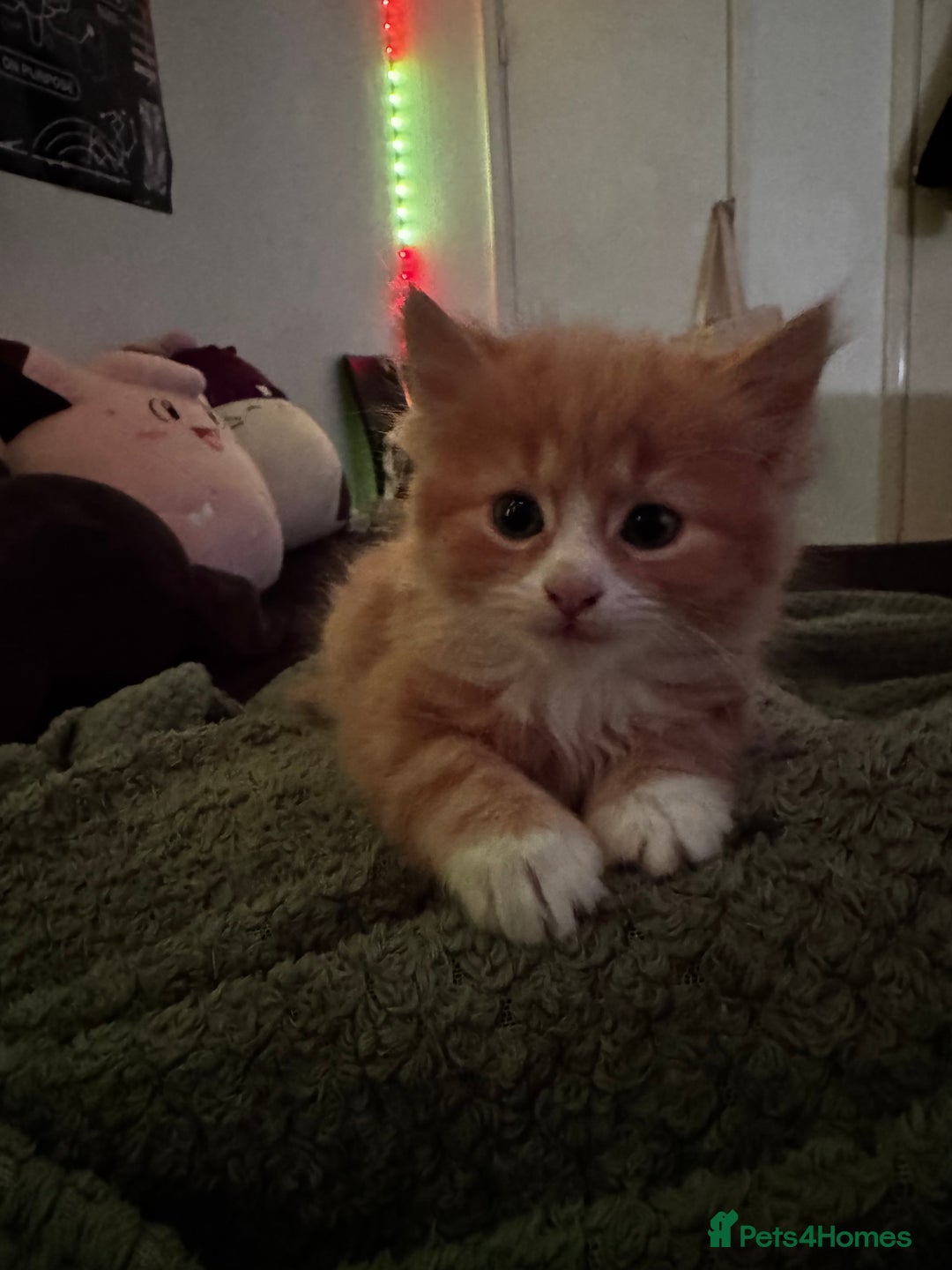 Mixed Breed cats for sale: The cutest Mixed Kittens - Image 15