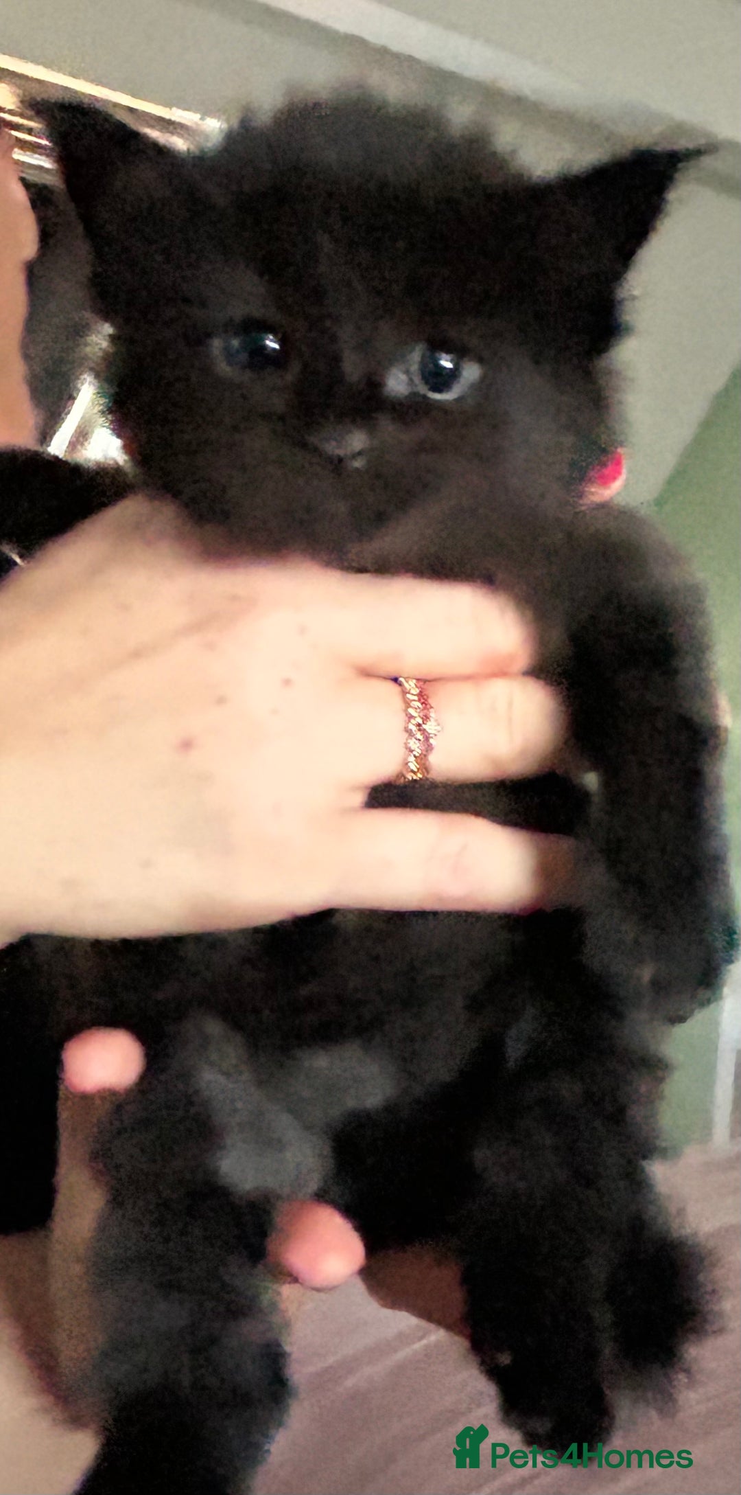 Maine Coon cats for sale: Pure bred Maine coon kittens. 4 males  - Image 15