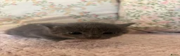 Ragdoll cats for sale: RAGDOLL X SHORTHAIR KITTENS  - Advert 22